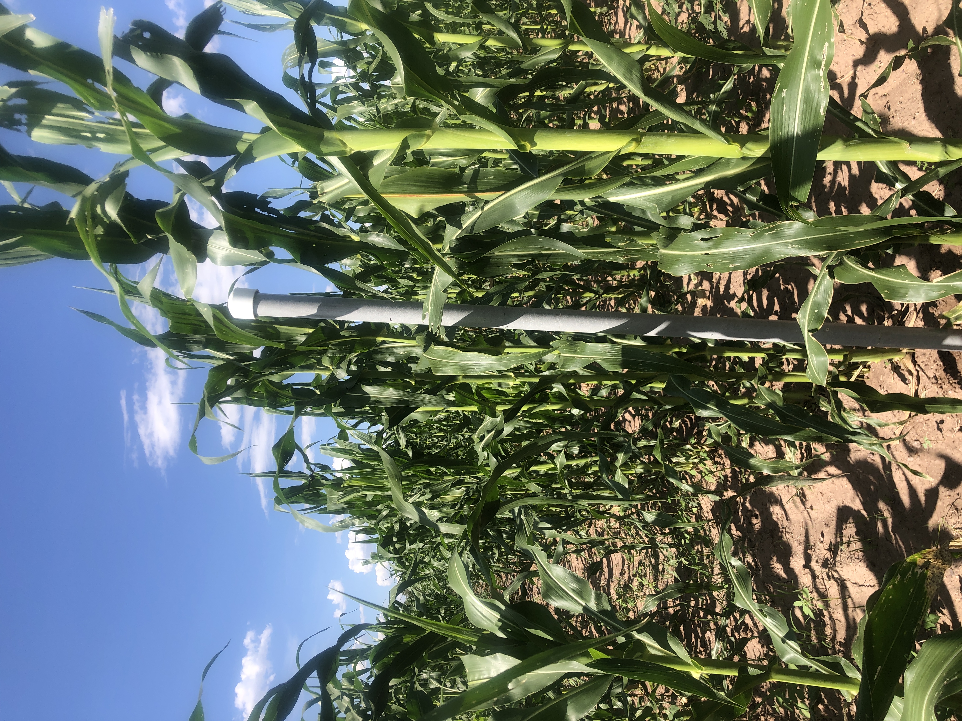 ASR in corn field
