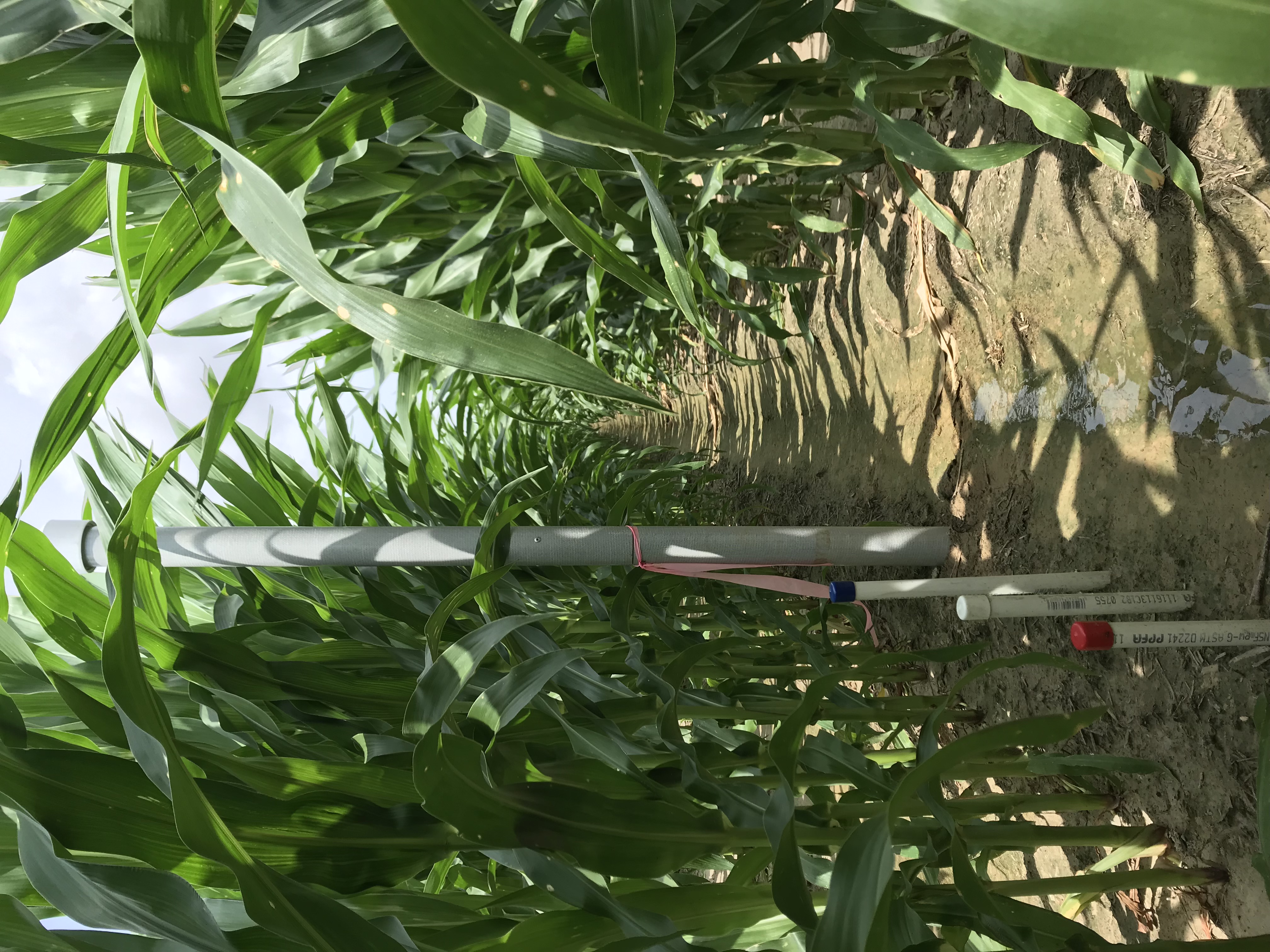 ASR in corn field